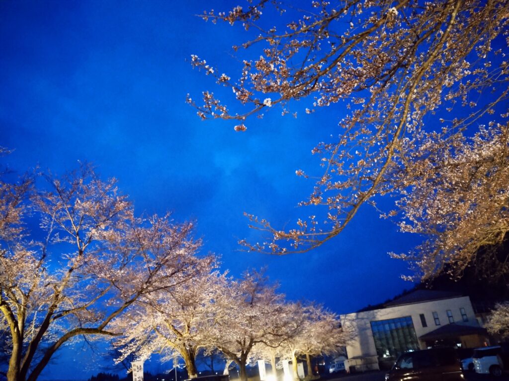 銭淵公園 観桜会 と六日町の桜スポットのご紹介 Npo法人 六日町観光協会 公式